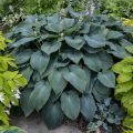 Funkia HOSTA BLUE MAMMOTH