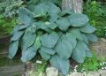 Funkia HOSTA BLUE MAMMOTH