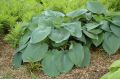 Funkia HOSTA BLUE MAMMOTH