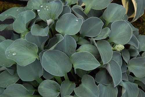 HOSTA BLUE MOUSE EARS