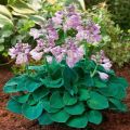 Funkia - HOSTA BLUE MOUSE EARS
