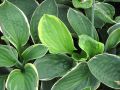 Funkia - HOSTA CHRISTMAS TREE