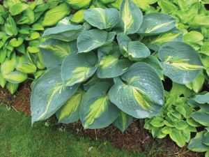 HOSTA DREAM QUEEN