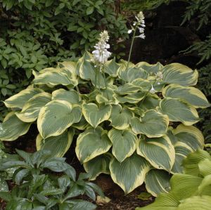 HOSTA EARTH ANGEL