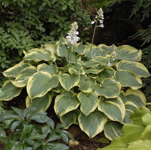 HOSTA EARTH ANGEL