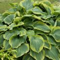 Funkia - HOSTA EARTH ANGEL
