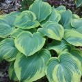 Funkia - HOSTA EARTH ANGEL