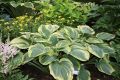 Funkia - HOSTA EARTH ANGEL