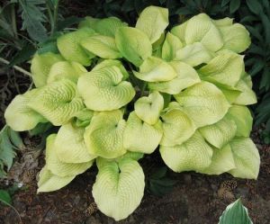 Hosta GOLDEN WAFFLES