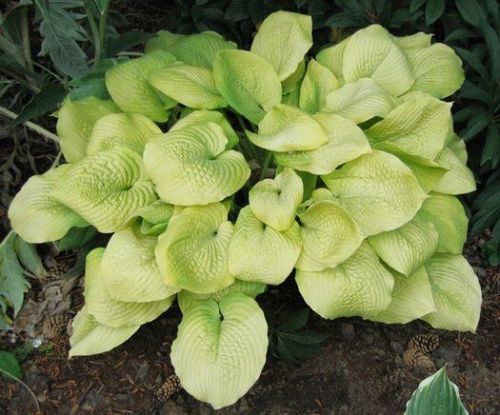Hosta GOLDEN WAFFLES