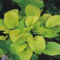 Funkia - HOSTA GOLDEN WAFFLES