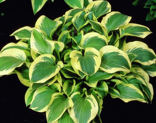 Hosta QUEEN JOSEPHINE