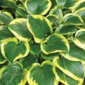 Funkia - HOSTA QUEEN JOSEPHINE