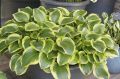 Funkia - HOSTA QUEEN JOSEPHINE