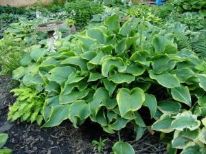 Hosta  ABBA DABBA DO 4-letnia XXL