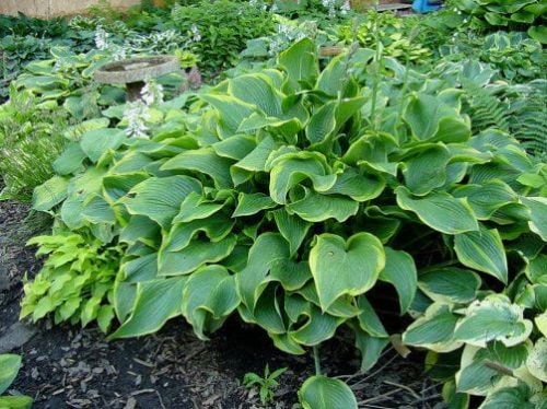 Hosta  ABBA DABBA DO 4-letnia XXL