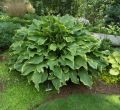 Funkia-Hosta ABBA DABBA