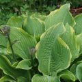 Funkia-Hosta ABBA DABBA