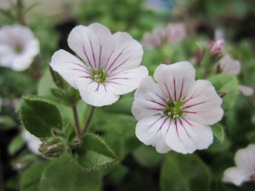 Gypsophila cerastioides