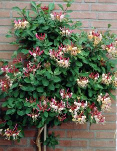Pommernscher Geißblatt SEROTINA