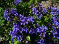 Goryczka Siedmiodzielna DEEP BLUE