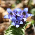 Goryczka Siedmiodzielna DEEP BLUE