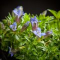 Goryczka Siedmiodzielna DEEP BLUE