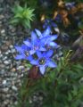 Goryczka Siedmiodzielna DEEP BLUE