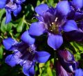 Goryczka Siedmiodzielna DEEP BLUE
