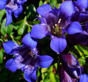 Enzian DEEP BLUE