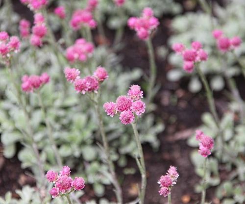 Zweihäusige Alpen-Akelei BRIGHT ROSE