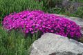 GOŹDZIK Ogrodowy DINETTA PURPLE