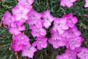 Nelke Garten- DINETTA PURPLE