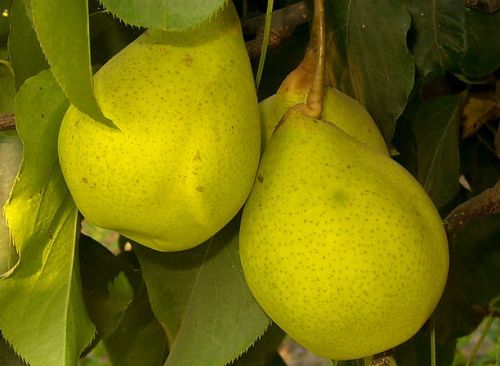 Asiatische birnbaum HONG-LI