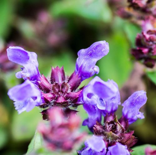 Großblütige Glockenblume BELLA BLUE