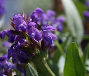 Großblütige Scheinhasel Bella Violet Shade