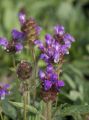 Głowienka WIELKOKWIATOWA Bella Violet Shade