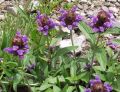 Głowienka WIELKOKWIATOWA Bella Violet Shade