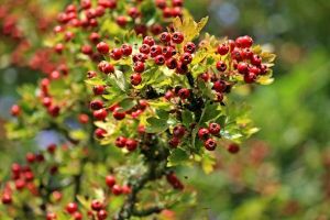 Mittel-Äpfel-Hagebutte GIREOUDII