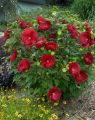 Hibiskus bylinowy CRANBERRY CRUSH czerwony