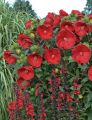 Hibiskus bylinowy CRANBERRY CRUSH czerwony