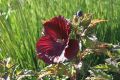Hibiskus bylinowy CRANBERRY CRUSH czerwony