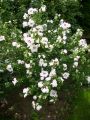 Hibiskus RED HEART - Ketmia syryjska
