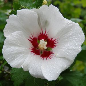 Syrische Hibiskus RED HEART 
