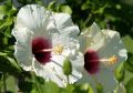 Hibiskus RED HEART - Ketmia syryjska