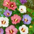 HIBISKUS TRICOLOR