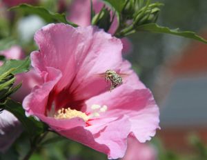 Hibiskus WOODBRIDGE auf Stamm