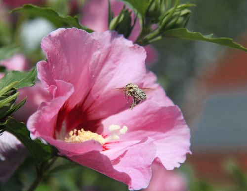 Hibiskus WOODBRIDGE auf Stamm