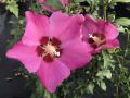 Hibiskus WOODBRIDGE szczepiony