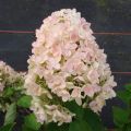Hortensja Bukietowa GRANDIFLORA